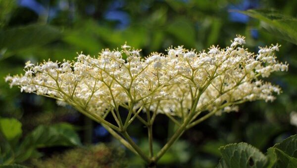 Fekete bodza gyűjtése és felhasználása