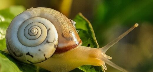 Házi praktikák a növényeket károsító csigák ellen