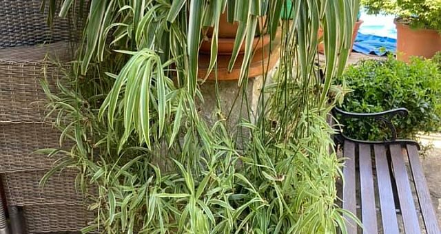 csokrosinda gondozása