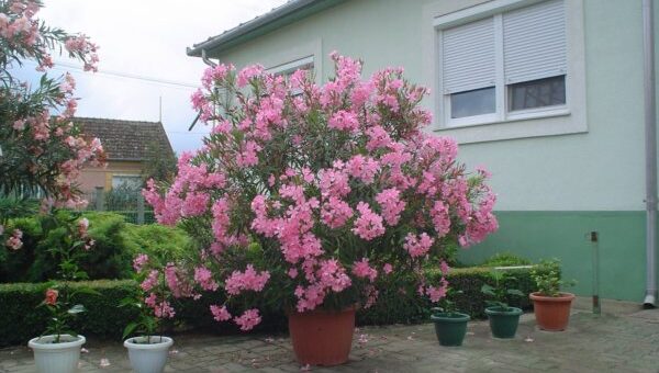 Az álomszép leander három titka