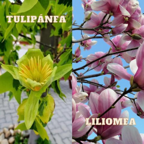 tulipánfa és liliomfa