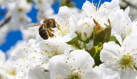 méhek és darazsak a kertben -beporzást végző méh