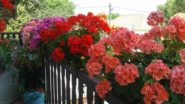 Muskátli szaporítás egyszerűen, eredményesen