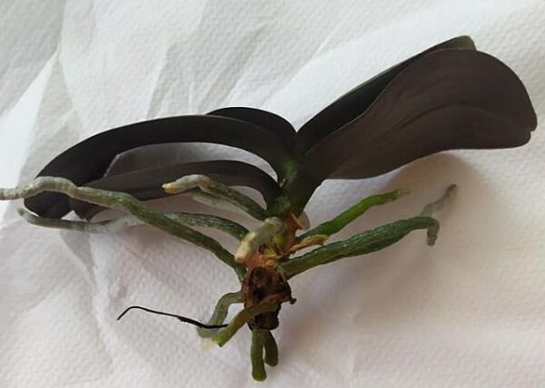 Orchidea gyökereztetése