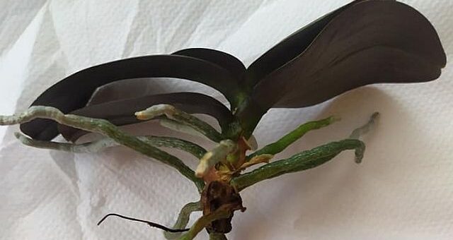 Orchidea gyökereztetése