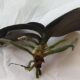 Orchidea gyökereztetése