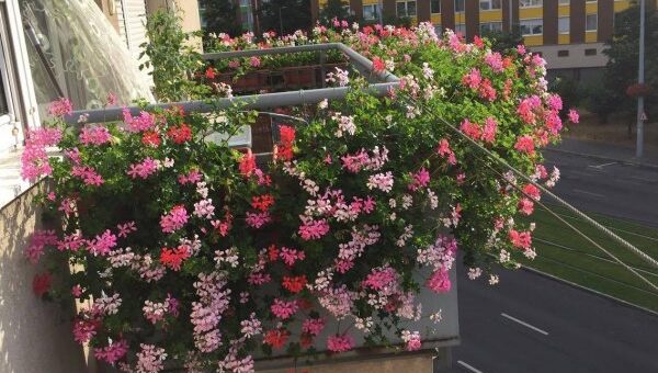 virágok öntözése a nyaralás alatt