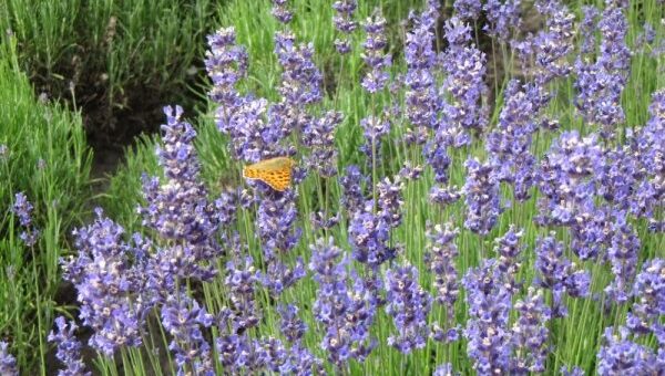 levendulafajták: angol levendula
