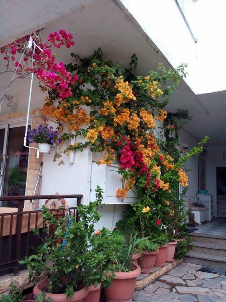 bougainvillae, bugi, murvafürt