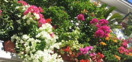 bougainvillea gondozása