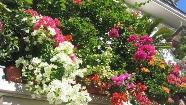 bougainvillea gondozása