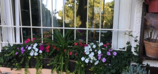 növények kánikulában