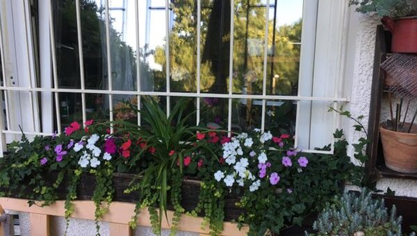 növények kánikulában