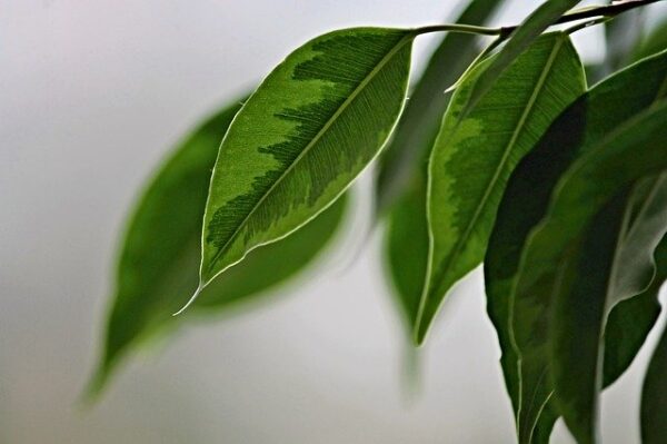 Ficus benjamina, Csüngőágú fikusz gondozása
