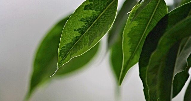 Ficus benjamina, Csüngőágú fikusz gondozása