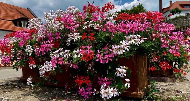 dúsan virágzó futómuskátli