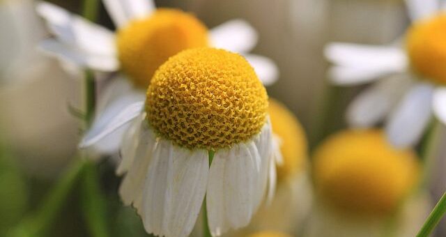 gyógynövények - kamilla, orvosi székfű, gyógynövények szárítása
