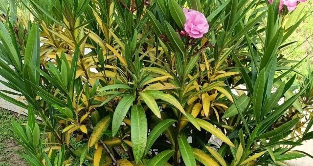 leander sárgulás a leveleken