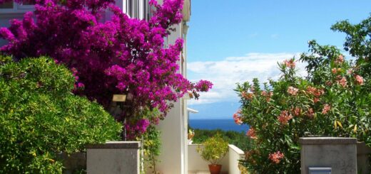 növények nyaralásból