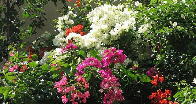 murvafürt szaporítása