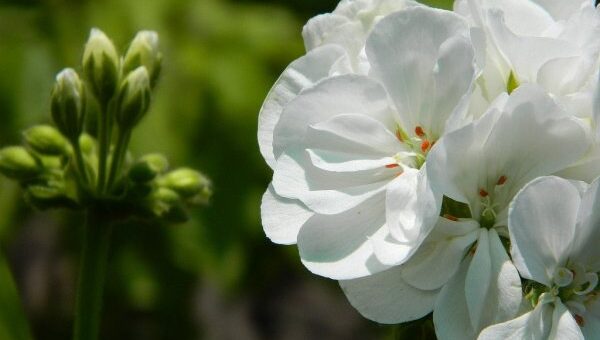 muskáli és leander szaporítása