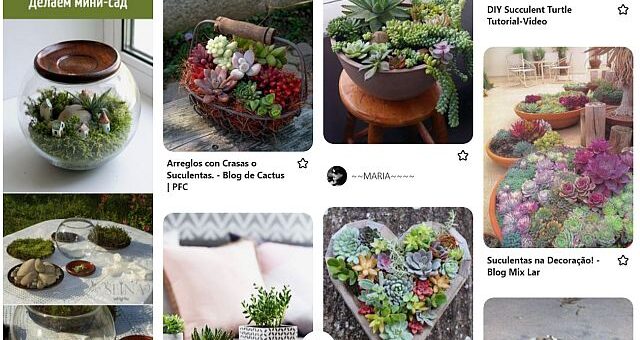 lakásdekoráció pozsgásokból