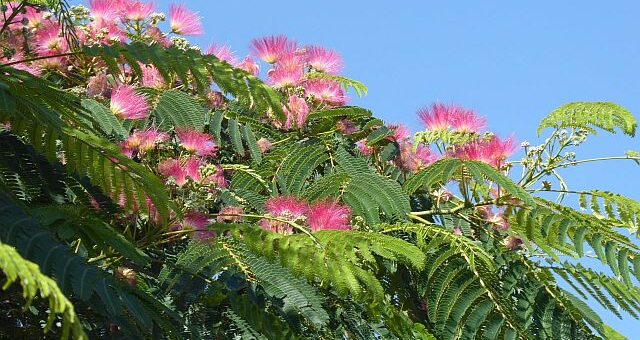 selyemakác jellmzése, gondzása, szapoírtása magról