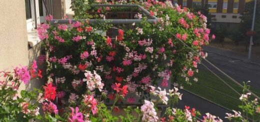 tiroli muskátli özön