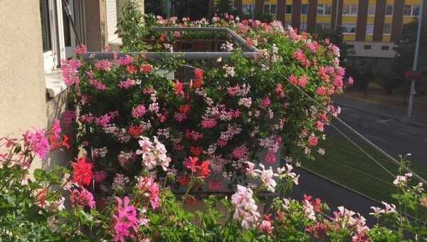 tiroli muskátli özön