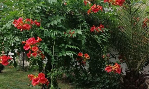 trombitafolyondár ültetése