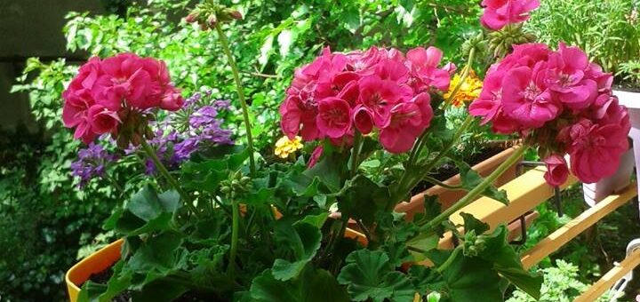 virágpompa az erkélyen