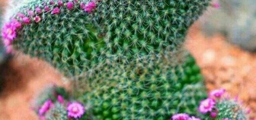 kaktuszok