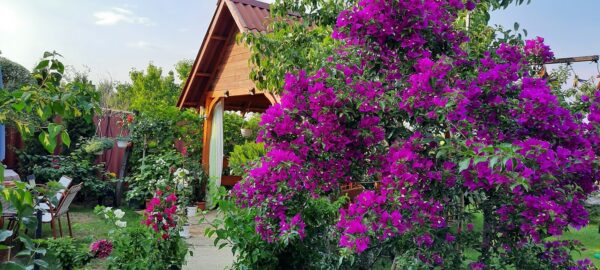 Glabra Alexandra bougainvillea