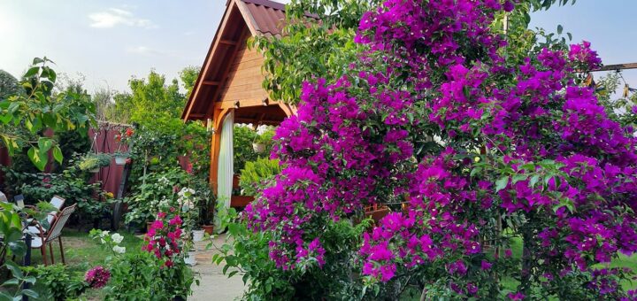 Glabra Alexandra bougainvillea