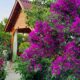 Glabra Alexandra bougainvillea
