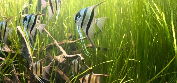 Akváriumi növények kezdőknek