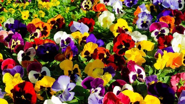 árvácska magvetése június és augusztus között esedékes