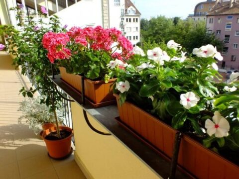 augusztusi növényápolás az erkélyen