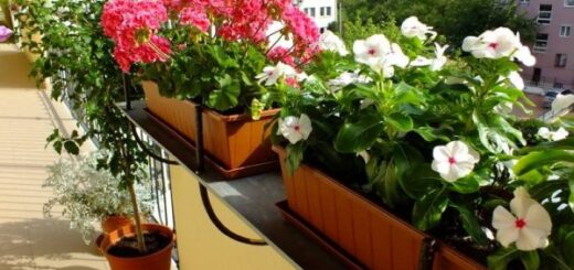 augusztusi növényápolás az erkélyen