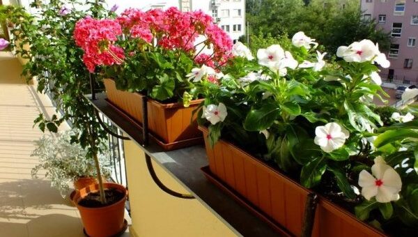 augusztusi növényápolás az erkélyen