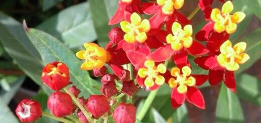 Kínai leander (Asclepias curassavica) gondozása