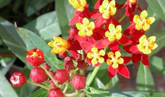 Kínai leander (Asclepias curassavica) gondozása