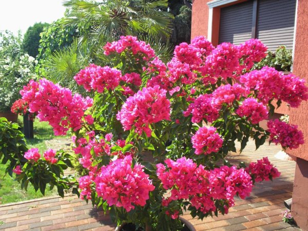 balkonnövény szaporítás