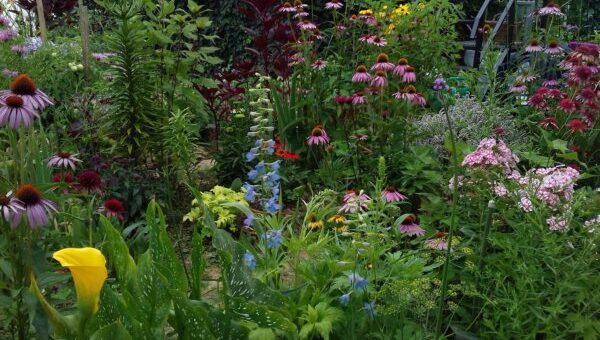 Csodálatos vadvirágos kert 