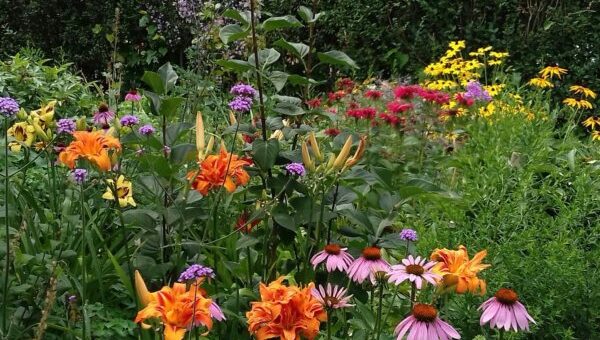 Csodálatos vadvirágos kert 