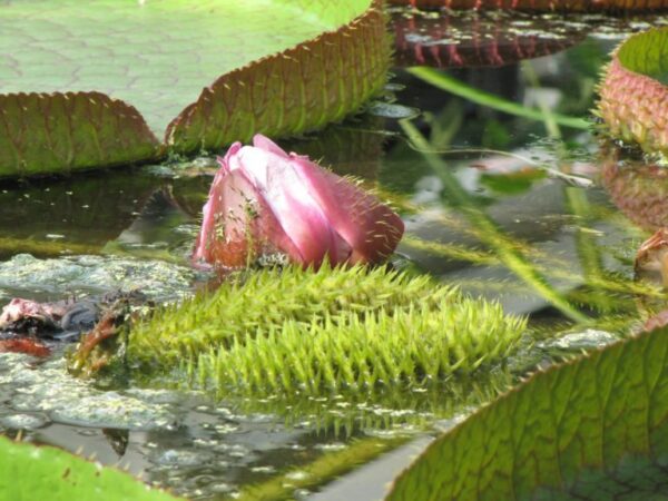 Viktória virág (Victoria amazonica) - amazonasi óriás tündérrózsa