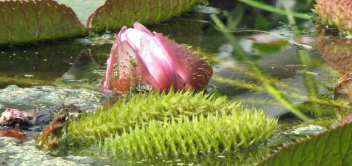 Viktória virág (Victoria amazonica) - amazonasi óriás tündérrózsa