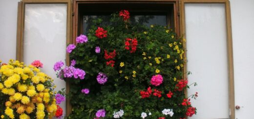 Szeptemberi növényápolás az erkélyen
