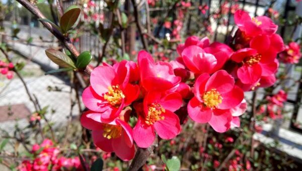 japánbirs virágai tavasszal