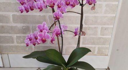 tripszes orchidea a meggyógyítás után